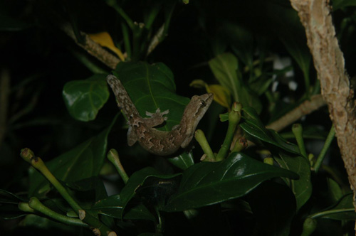 “By controlling a bit of the variation found in natural environments, keying in on only one feature,: such as surface chemistry for example, we have the opportunity to start to slowly decipher what they may be capable of in their natural environment,” said Stark.  Photographed on Moorea, French Polynesia by Edward A. Ramirez and Peter H. Niewiarowski